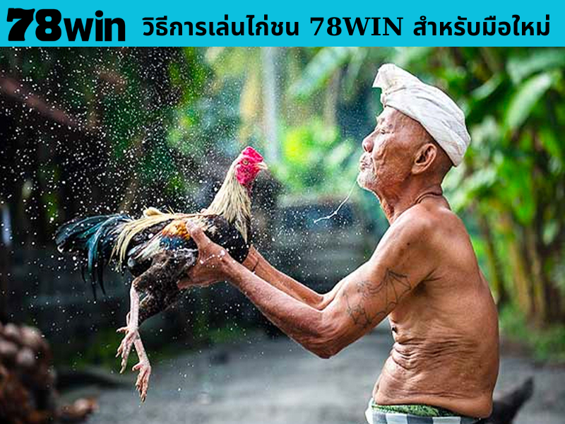 วิธีการเล่นไก่ชน 78WIN สำหรับมือใหม่