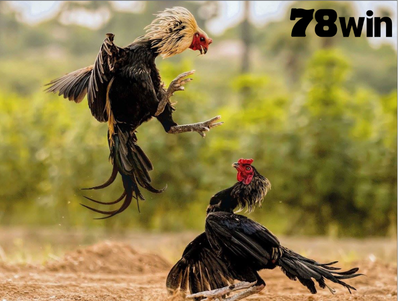 โปรโมชั่นพิเศษจากไก่ชน 78WIN
