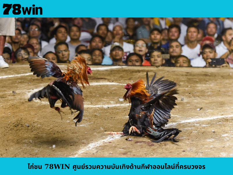 ไก่ชน 78WIN ศูนย์รวมความบันเทิงด้านกีฬาออนไลน์ที่ครบวงจร